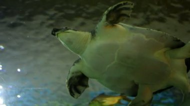 Akvaryumdaki kaplumbağa, Chiangmai Tayland