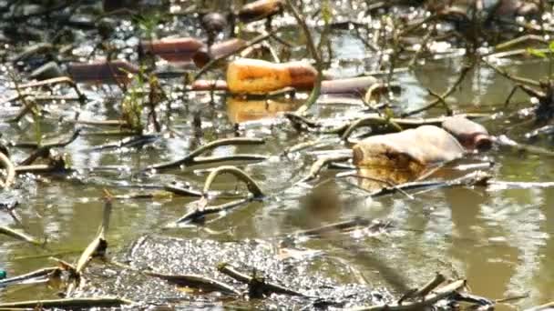 Plastový Šrot Vodě Venkovský Kanál Chiangmai Thajsko — Stock video