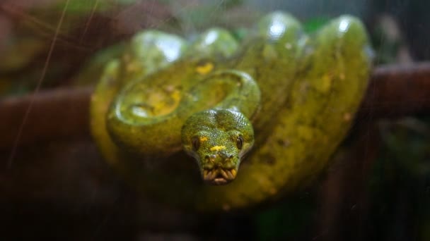 Python Vert Sur Arbre Chiangmai Thaïlande — Video