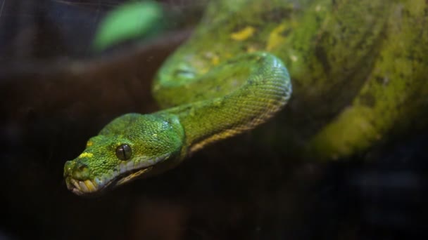 Python Vert Sur Arbre Chiangmai Thaïlande — Video