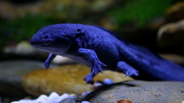 Salamander Schwimmt Teich Chiangmai Thailand — Stockvideo