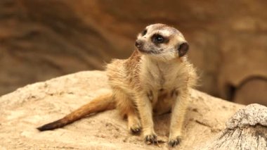 Meerkat ayakta ve bakıyor, Chiamgmai Tayland