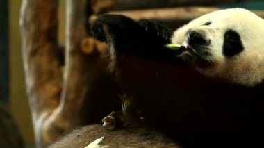 Tayland hayvanat bahçesinde panda