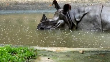 Chiangmai Tayland 'da Hindistan gergedanı .