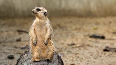 Meerkat ayakta ve bakıyor, Chiamgmai Tayland