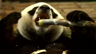 Tayland hayvanat bahçesinde panda