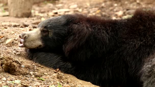 Urso Chiangmai Tailândia — Vídeo de Stock