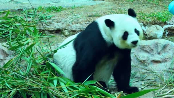 Panda Zoológico Tailandia — Vídeos de Stock