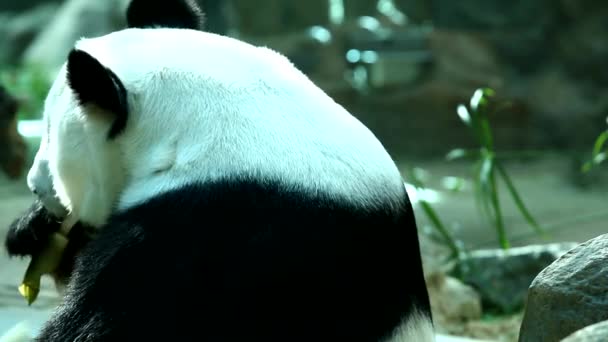 Panda Zoológico Tailandia — Vídeos de Stock