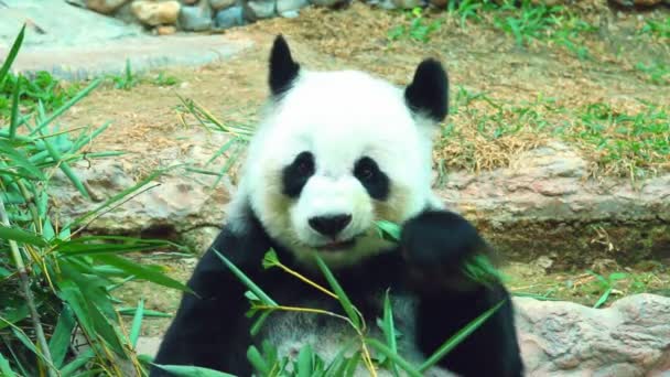 Panda Zoológico Tailandia — Vídeos de Stock