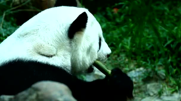 Panda Állatkertben Thaiföldön — Stock videók