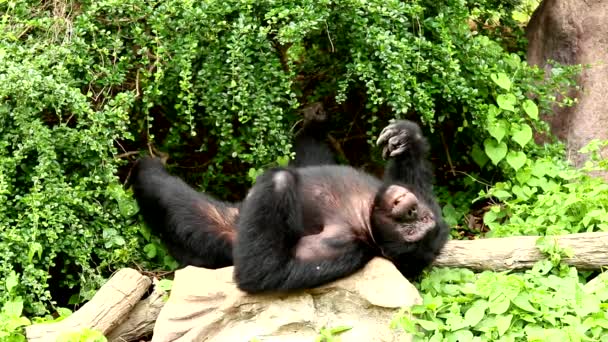 泰国清迈的猴子 — 图库视频影像