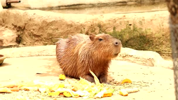 チェンマイで草を食べるカピバラ — ストック動画