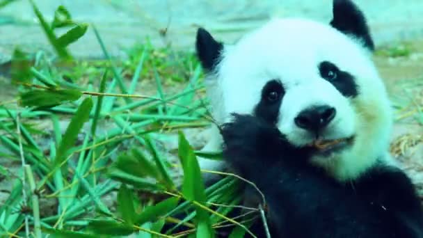 Panda Zoo Thailand — Stock Video