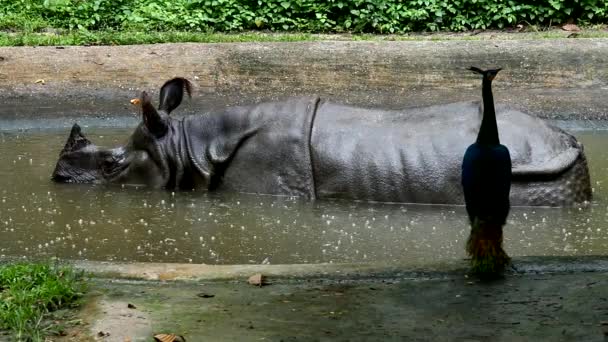 Indien Nashorn Chiangmai Thailand — Stockvideo