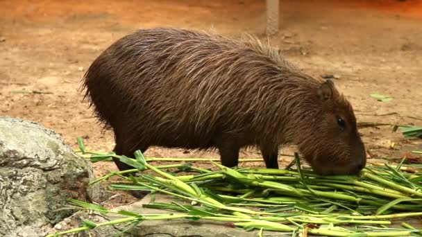 Capybara Τρώει Γρασίδι Chiangmai Ταϊλάνδη — Αρχείο Βίντεο