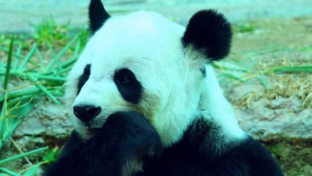 Panda Zoológico Tailandia — Vídeo de stock