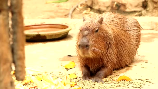Primer Plano Capybara Chiangmai Tailandia — Vídeos de Stock