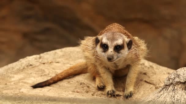 Meerkat Tittar Efter Fiende Chiangmai Thailand — Stockvideo