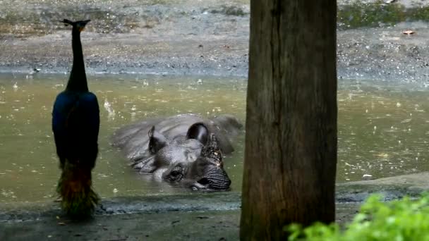 Rhinocéros Inde Chiangmai Thaïlande — Video