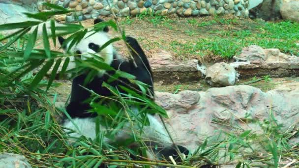 Panda Dans Zoo Thaïlande — Video