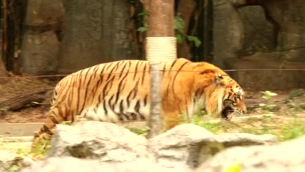 Primer Gran Tigre Chiangmai Tailandia — Vídeo de stock