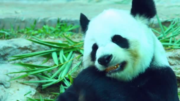 Панда Зоопарку Таїланду — стокове відео