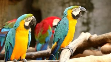 Chiangmai Tayland 'daki papağan kuşlarını kapatın.