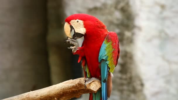 Zamknij Macaw Ptak Chiangmai Tajlandii — Wideo stockowe