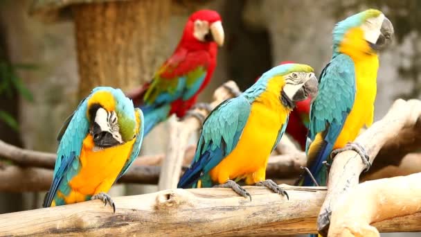 Ara Vögel Aus Nächster Nähe Chiangmai Thailand — Stockvideo