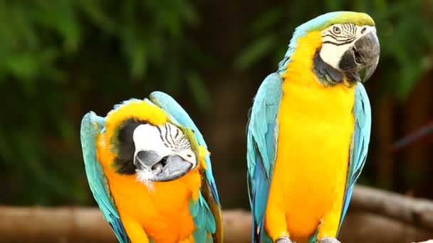 Close Macaw Birds Chiangmai Thailand — Stock Video