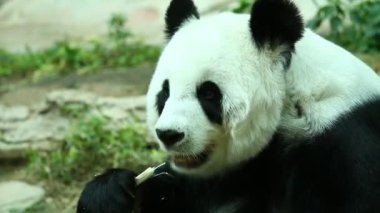 Chiangmai Tayland 'daki büyük pandayı kapatın.