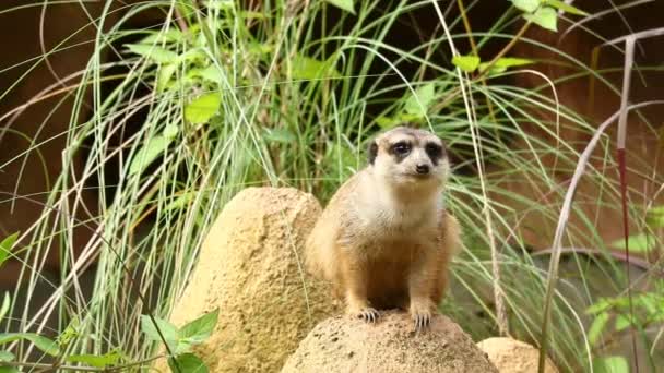 Meerkat立って見て チェンマイ Thailand — ストック動画