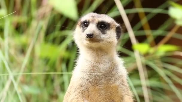 Meerkat Pie Mirando Chiamgmai Tailandia — Vídeos de Stock