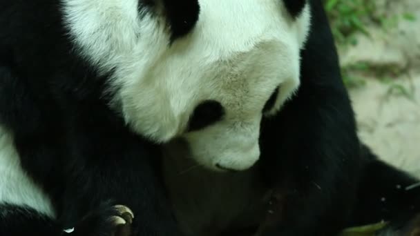 Cerca Gran Panda Chiangmai Tailandia — Vídeos de Stock