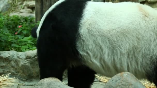 Chiangmai Tayland Daki Büyük Pandayı Kapatın — Stok video