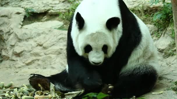 Close Big Panda Chiangmai Thailand — Stock Video