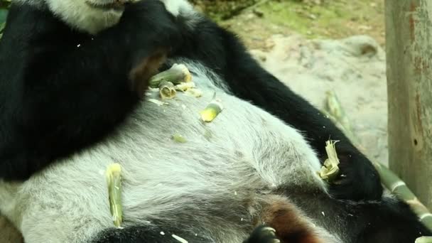 Großer Panda Aus Nächster Nähe Chiangmai Thailand — Stockvideo