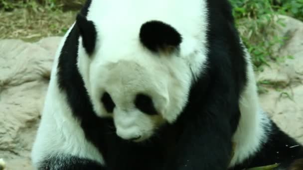 Close Big Panda Chiangmai Thailandia — Video Stock