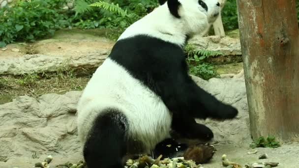 Gros Plan Gros Panda Chiangmai Thaïlande — Video