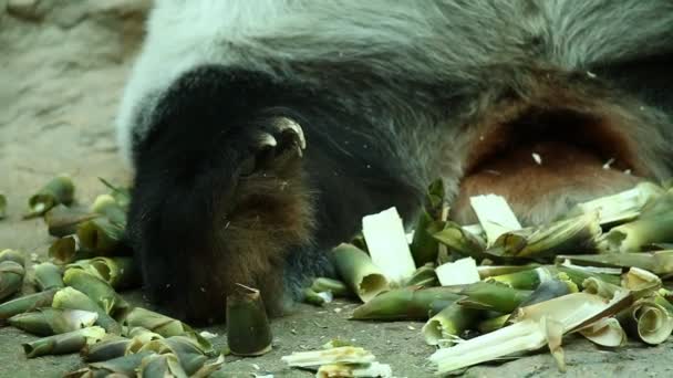 Panda Pie Chiangmai Tailandia — Vídeos de Stock