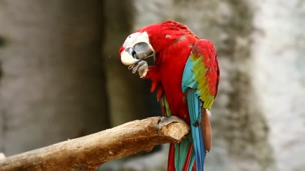 Närbild Macaw Fågel Chiangmai Thailand — Stockvideo