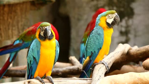 Zamknij Macaw Ptak Chiangmai Tajlandii — Wideo stockowe