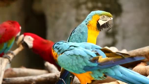 Close Ara Vogels Chiangmai Thailand — Stockvideo