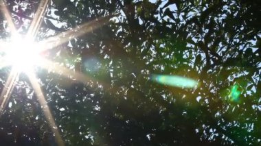 Güneş ışığıyla hareket eden ağaç yaprakları, Chiangmai Tayland