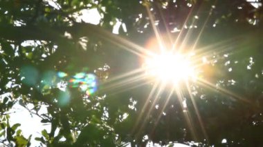 Güneş ışığıyla hareket eden ağaç yaprakları, Chiangmai Tayland