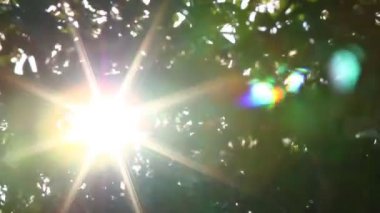 Güneş ışığıyla hareket eden ağaç yaprakları, Chiangmai Tayland