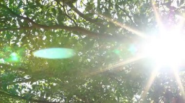 Güneş ışığıyla hareket eden ağaç yaprakları, Chiangmai Tayland