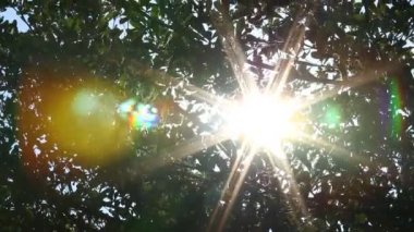 Güneş ışığıyla hareket eden ağaç yaprakları, Chiangmai Tayland