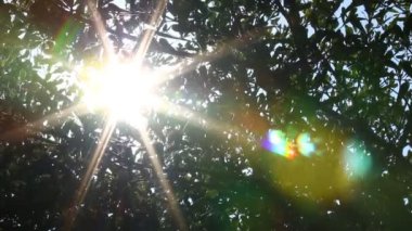 Güneş ışığıyla hareket eden ağaç yaprakları, Chiangmai Tayland